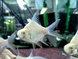 楽天市場 アルビノ 熱帯魚 アクアリウム ペット ペットグッズ の通販