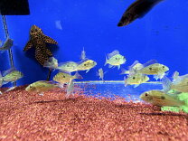 楽天市場】ゲオファーガス・スベニ（観賞魚｜熱帯魚・アクアリウム 