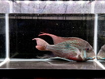 楽天市場】ゲオファーガス スベニ（熱帯魚・アクアリウム｜ペット 