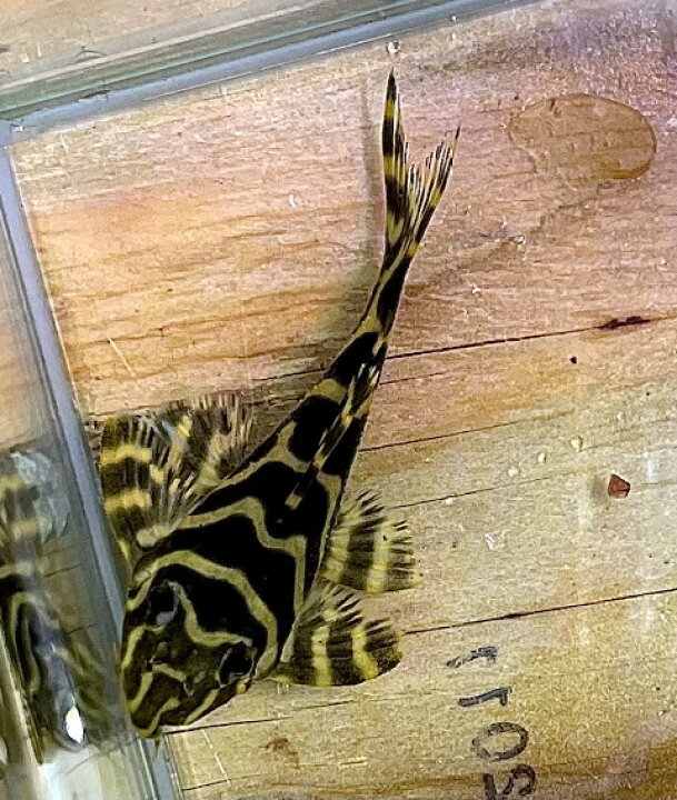 楽天市場 メガクラウンゼブラプレコ 5cm前後 熱帯魚 小型 古代魚 苔取り ビリーケン 楽天市場店