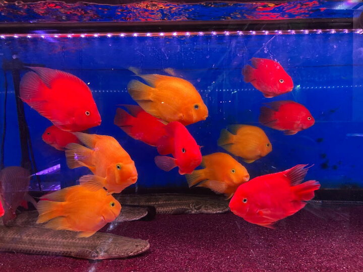 楽天市場】F1-2 キングコングパロット 1匹 15-17cm前後 熱帯魚 