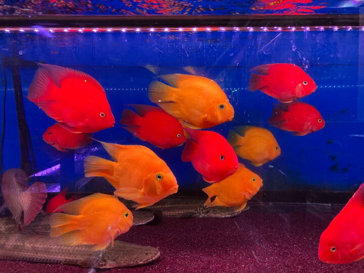 楽天市場】F1-2 キングコングパロット 1匹 15-17cm前後 熱帯魚 