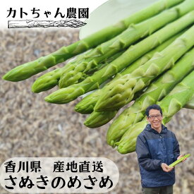 さぬきのめざめ 春芽 アスパラ セミロング 30cm前後 選べる M/L以上/訳ありA 500g/1kg 香川県産 クール便 朝採れ当日発送 カトちゃん農園