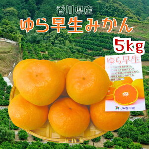 【10月中旬発送開始】香川県産 ゆら早生みかん 5kg 極早生 高糖度 希少品種 産地直送 常温発送 三豊市 観音寺市 瀬戸内 まとめ買い