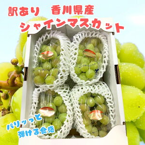 󂠂 VC}XJbg 2kg 3[ ~ 5[ 쌧Y ƒp N[  |  Ԃǂ uhE VC }XJbg t[c hV̓