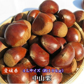 中山栗 10kg 4Lサイズ 愛媛県産 和栗 | 生栗 大粒 国産 クール便 送料無料 皮付き栗 くり