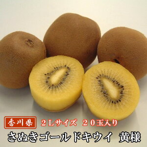 ʂS[hLECilj 2L 20ʓ 쌧Y | LEC ʂ]t[c S[hLEC LECt[c