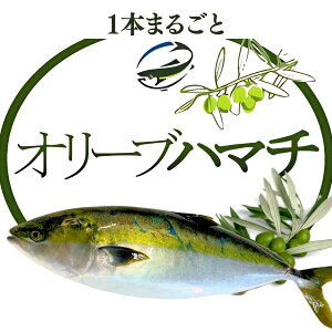 【送料無料】香川県産 オリーブハマチ 1本(約4kg) 岡田水産直送 ブランド魚 養殖ハマチ 下処理選択可 産地直送 刺身用 高品質 ギフト 贈り物 お歳暮