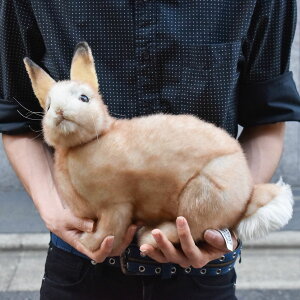 HANSA 7797 ETM N[ 35 SF35cm RABBIT BH7797 ʂ nT  e NX}X a v[g   L   yM Aj} u l` tBMA KOESEN P[Z 