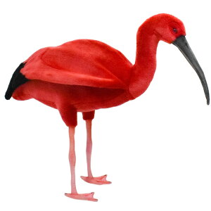 HANSA8135 VEWEgL 54cm SCARLET IBIS BH8135   gL ʂ nT NX}X a v[g   L   yM Aj} u l` tBMA P[Z 傫 