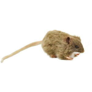 HANSA FlY~12 L12(cm) 5577 ʂ nT NX}X a v[g   L   yM Aj} u l` tBMA KOESEN P[Z 傫 }XRbg  ^