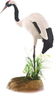 HANSA ^`E72 H72(cm) 5720 ʂ nT NX}X a v[g   L   yM Aj} u l` tBMA KOESEN P[Z 傫 }XRbg  ^