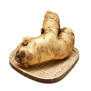  kC \ Yn R킳 10kg z[XfBbV m킳 ڈΎR킳 эL  킳 ݂ n O Ɩp