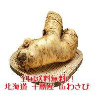 【ランキング入賞】全国送料無料 北海道 十勝 産地直送 山わさび 500g 激辛 ホースラディッシュ 西洋わさ…