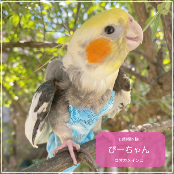 フライトスーツ ミディアム【Avian Fashions】 鳥グッズの店Bird-style バードスーツ