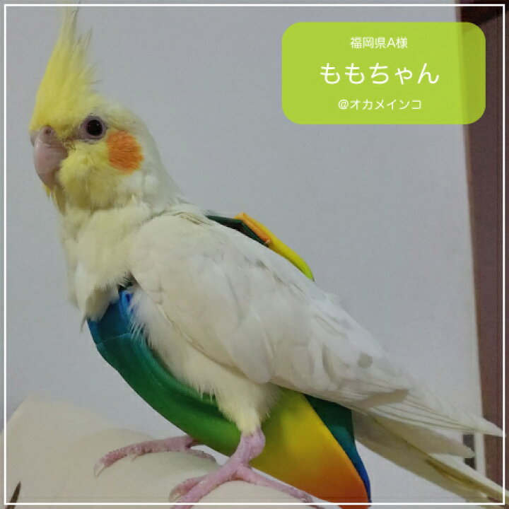 楽天市場】フライトスーツ スモール【Avian Fashions】 : 鳥グッズの店 