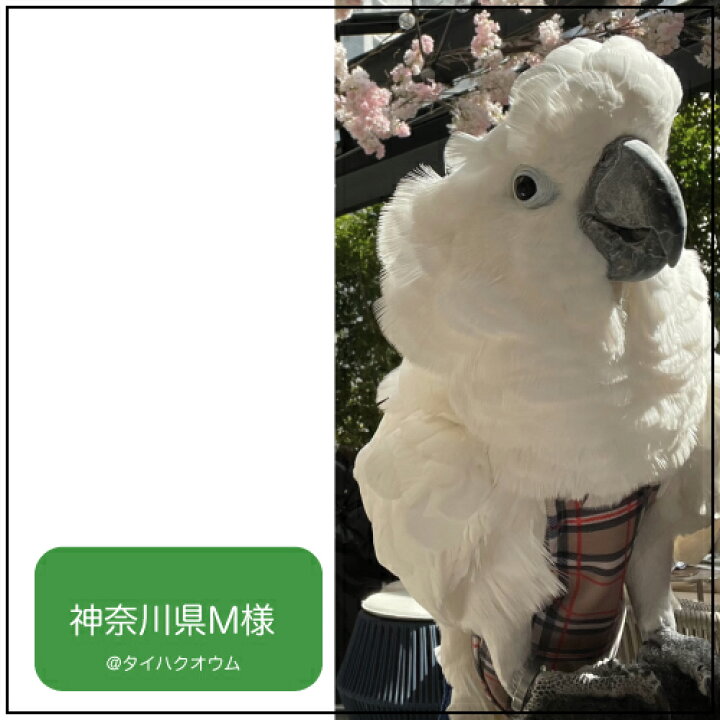 楽天市場】フライトスーツ エックスラージ【Avian Fashions】 : 鳥 