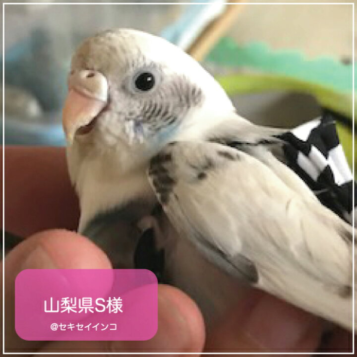 楽天市場】フライトスーツ プチ【Avian Fashions】 : 鳥グッズの店Bird 