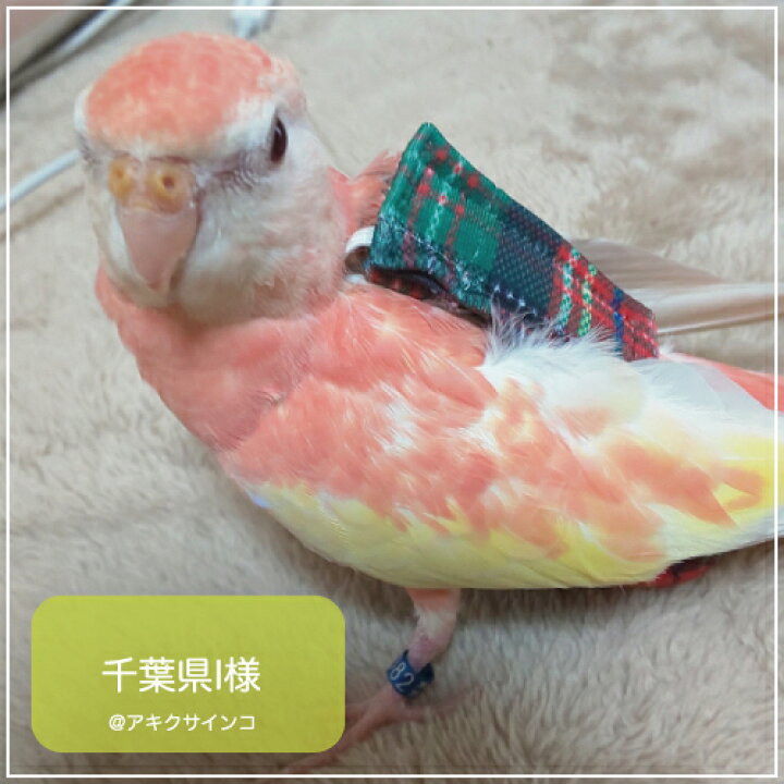 楽天市場】フライトスーツ エックススモール【Avian Fashions】 : 鳥 