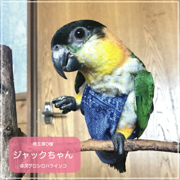 楽天市場】フライトスーツ ミディアム【Avian Fashions】 : 鳥グッズの 