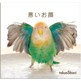 tokyoShiori 手製フォトブック「悪いお顔」 コザクラインコ 245A0247　ネコポス 対応可能　( BIRDMORE バードモア CRAFT GARDEN 鳥用品 鳥グッズ 雑貨 グッズ 鳥 とり トリ インコ プレゼント )