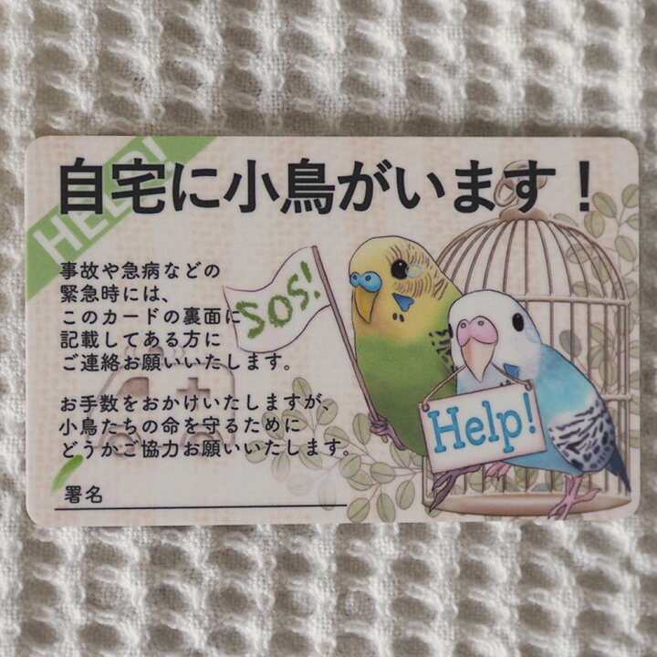 楽天市場】楓工房 緊急連絡先カード・セキセイインコ セキセイインコ 