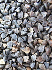 | ybgp | kCY _sgp Y \o̎ 1kg 9992090 BIRDMORE o[hA  Ƃ g a  GT t[h ͂   \o CR IE RUN IJ E pbg V