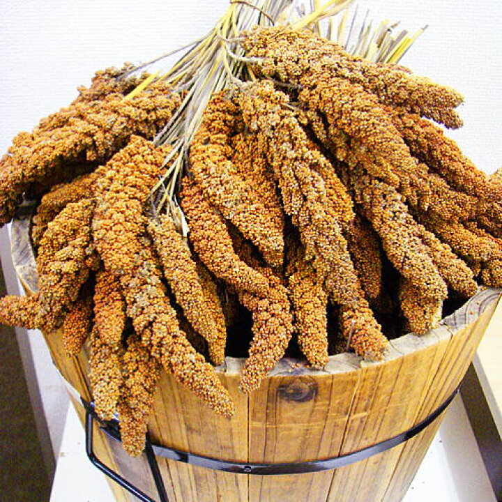 フランス産 赤粟穂 500g ( 1g 約4円 BIRDMORE バードモア 赤粟 アワ ごはん 粟穂 フランス産 赤 粟 穂 鳥 とり トリ プレゼント おやつ 飼鳥用品専門店BIRDMORE フランス産黄粟の穂 500g×3