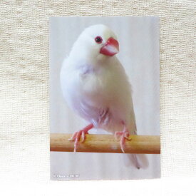 楽天市場 インコ パソコン 周辺機器 の通販