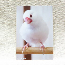 楽天市場 インコ パソコン 周辺機器 の通販