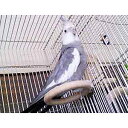 おかめほんぽ ぴっこ おまる リング型の止まり木 オカメ用 （1個）　BIRDMORE バードモア 鳥用品 鳥グッズ 止まり木 …