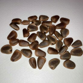 北海道産 殻付き 松の実 30g ネコポス対応可能 9997120 BIRDMORE バードモア 鳥用品 ごはん おやつ シード