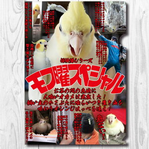 TOMO YAMASHITA DESIGN STUDIO. A4NA t@C TV[Y@tjXyV@195A0462 lR|X Ή\ BIRDMORE o[hA CRAFT GARDEN pi ObY G ObY  Ƃ g CR v[