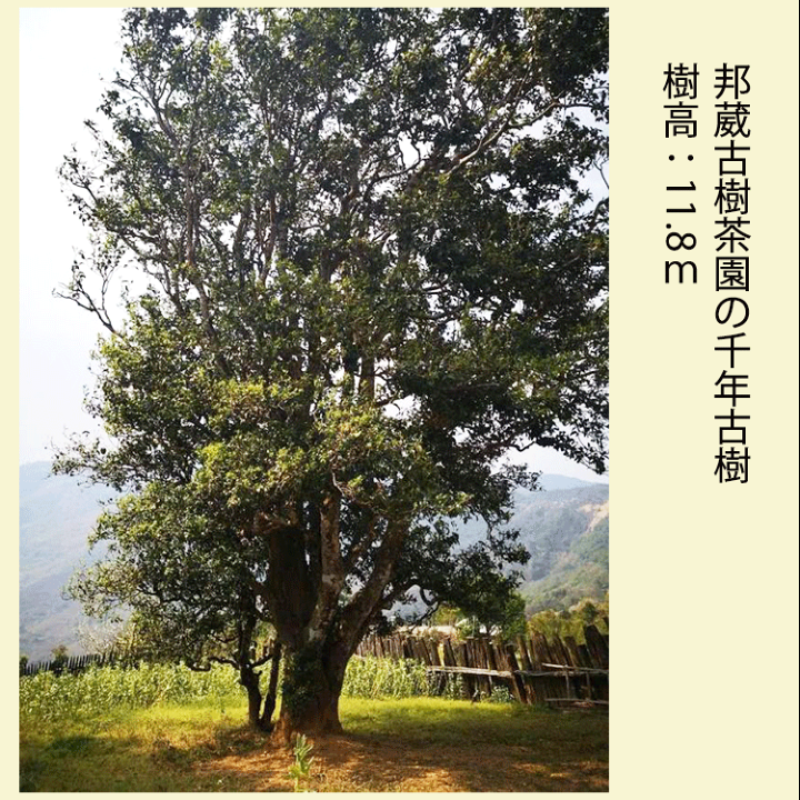 楽天市場】プーアル茶 邦葳(ホーイ)古樹茶 生茶 200g 2020年4 楽天市場】プーアル茶 邦葳(ホーイ)古樹茶 生茶 200g 2020年4