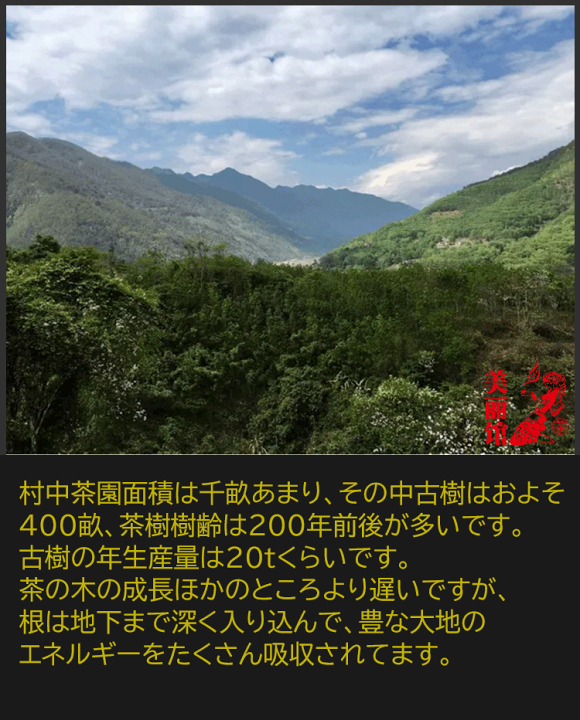 楽天市場】ギフト 昔帰(シクイ） 生態 古樹 プーアル茶 生茶