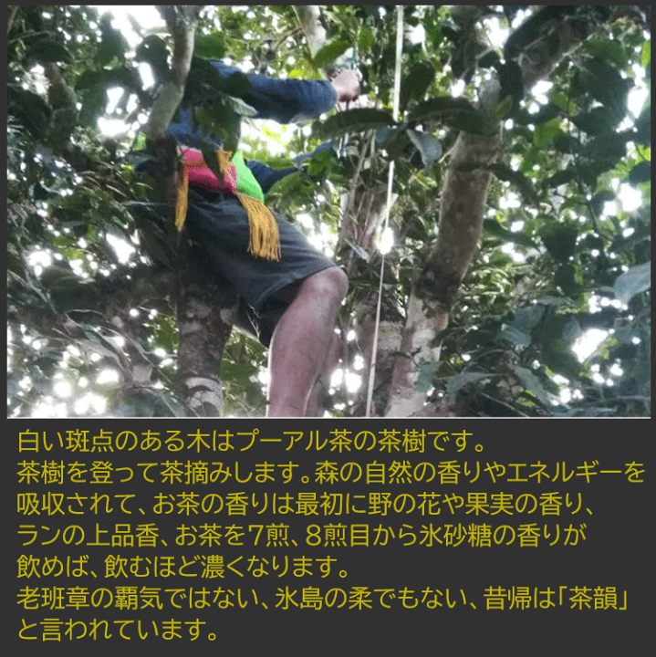 楽天市場】ギフト 昔帰(シクイ） 生態 古樹 プーアル茶 生茶