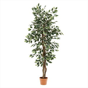 観葉植物 フィカス 690 B【メーカー直送品】おしゃれ 新生活 一人暮らし オススメ お洒落 オシャレ 北欧 レトロ シンプル 頑丈 コンパクト 省スペース 引越し