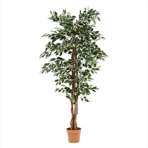 観葉植物 フィカス 1124 B【メーカー直送品】おしゃれ 新生活 一人暮らし オススメ お洒落 オシャレ 北欧 レトロ シンプル 頑丈 コンパクト 省スペース 引越し