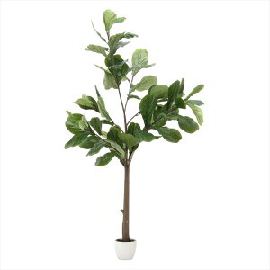 観葉植物 フィカス カシワバゴム【メーカー直送品】おしゃれ 新生活 一人暮らし オススメ お洒落 オシャレ 北欧 レトロ シンプル 頑丈 コンパクト 省スペース 引越し