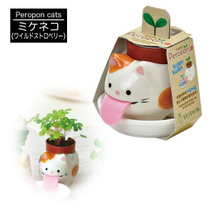 yP10{ 12/5zV| Peropon cats (y|Lbc) 3킠(Tog g ~PlR )y͔|Lbg n[u ϗtA v`Mtg ސE ʉ  Mtg Ԃ o^C A 