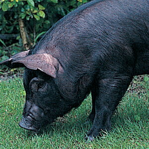 E΂铇؁E΂؃Zbg(ԂԁƂ񂩂)[][HT[N]