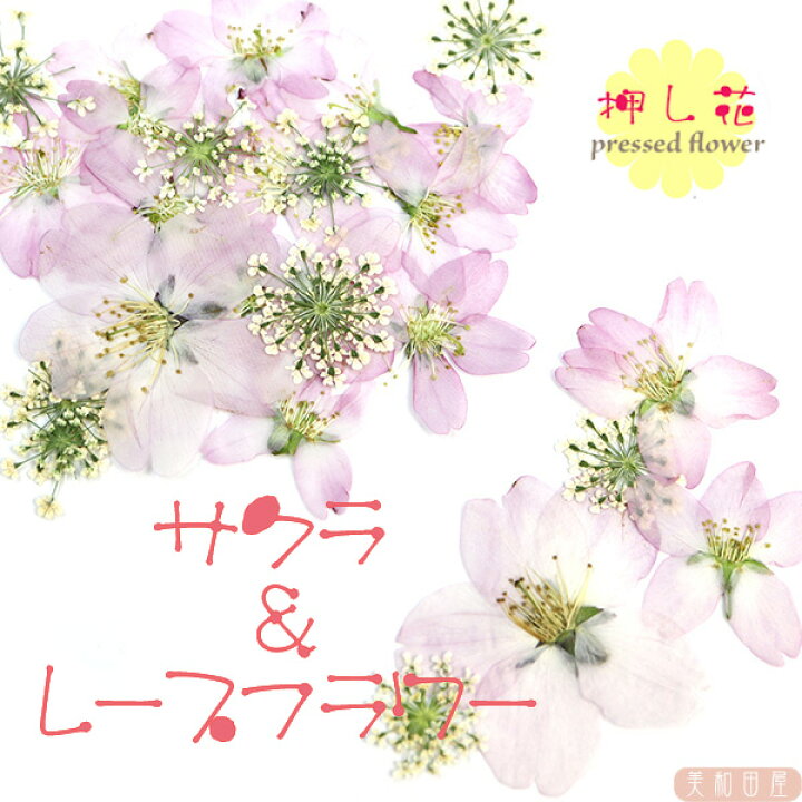 楽天市場 押し花 桜とレースフラワー レジン封入 素材 セット 押し花 桜 レジン ドライフラワー レースフラワー 美和田屋 楽天市場店