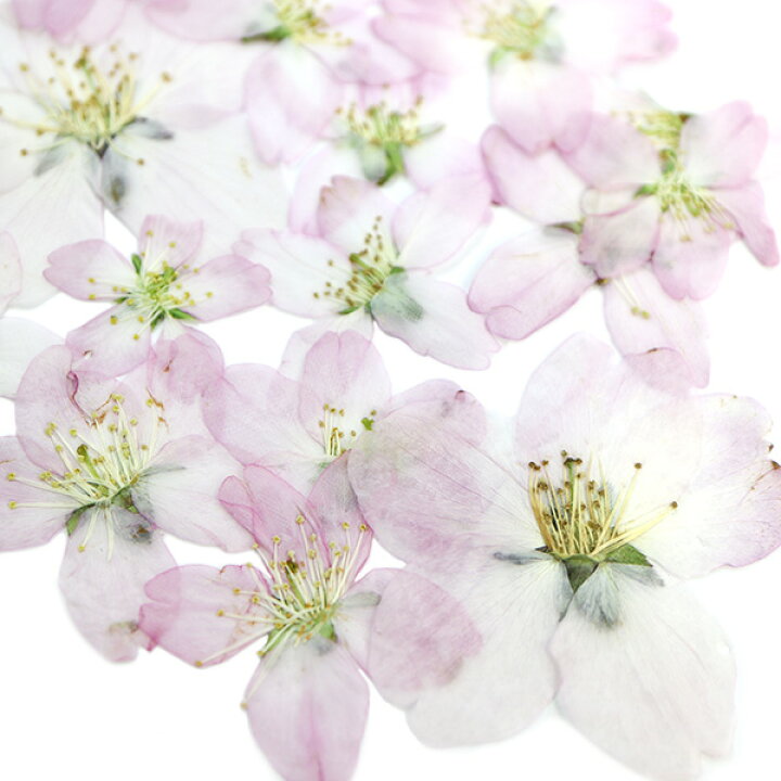楽天市場 押し花 桜とレースフラワー レジン封入 素材 セット 押し花 桜 レジン ドライフラワー レースフラワー 美和田屋 楽天市場店