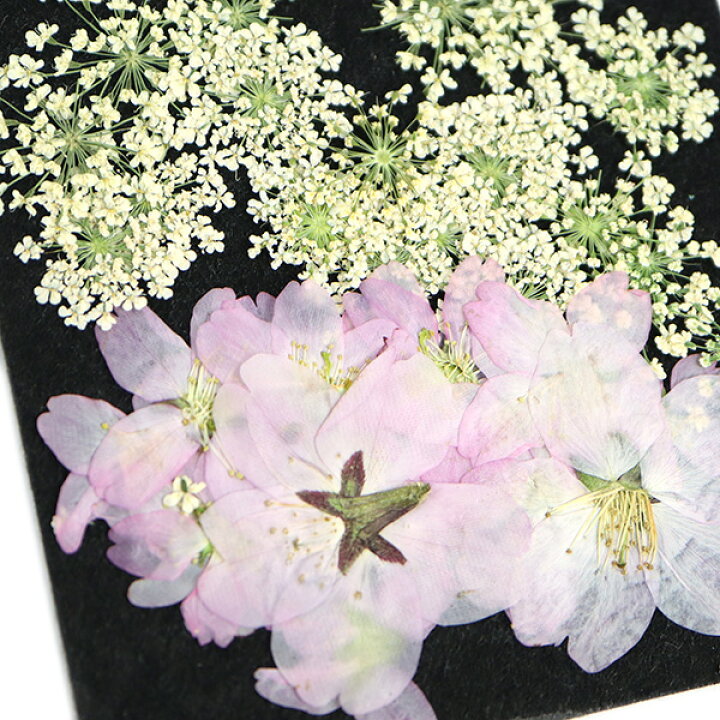 楽天市場 押し花 桜とレースフラワー レジン封入 素材 セット 押し花 桜 レジン ドライフラワー レースフラワー 美和田屋 楽天市場店