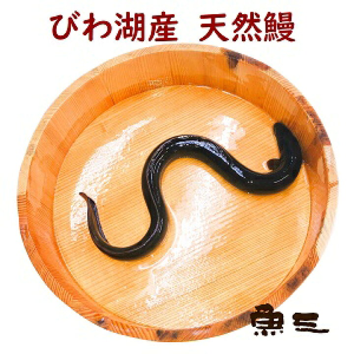 楽天市場 緊急入荷 びわ湖産天然鰻活けの状態で 330g 1尾 びわ湖の幸 魚三
