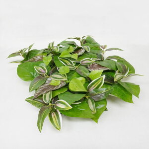 tFCNO[ lH 25cmp gfBXJ`~bNX[t}bg (2) (    Ő O[ DIY ǖʑ)