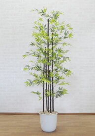 楽天市場 黒竹 鉢植えの通販