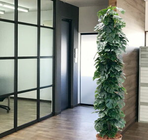 WCAgXvbgtB^[ 200cm (tFCN O[ ^ Xe lHϗtA  lH 2m    A fBXvC  V{c[  A Ǝ 