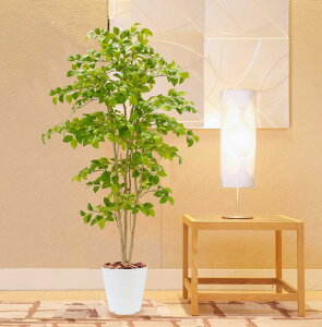 iccoL 180cm (tFCNO[  lHϗtA  a K[fjO  뉀 ؒ CeA   JA A 蕨 ItBX V{c[  A Ǝ [J