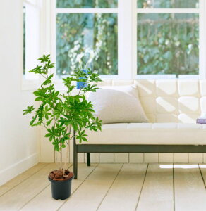 oIou̖ 100cm (tFCNO[  Toi CeA ϗtA VFt KW}    蕨 ItBX V{c[  A Ǝ [J[ xXgO[